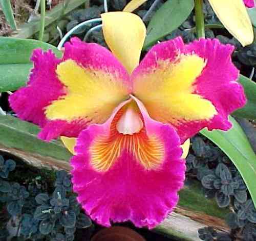 Brassolaeliocattleya Taiwan Queen 'Kings Monkey'